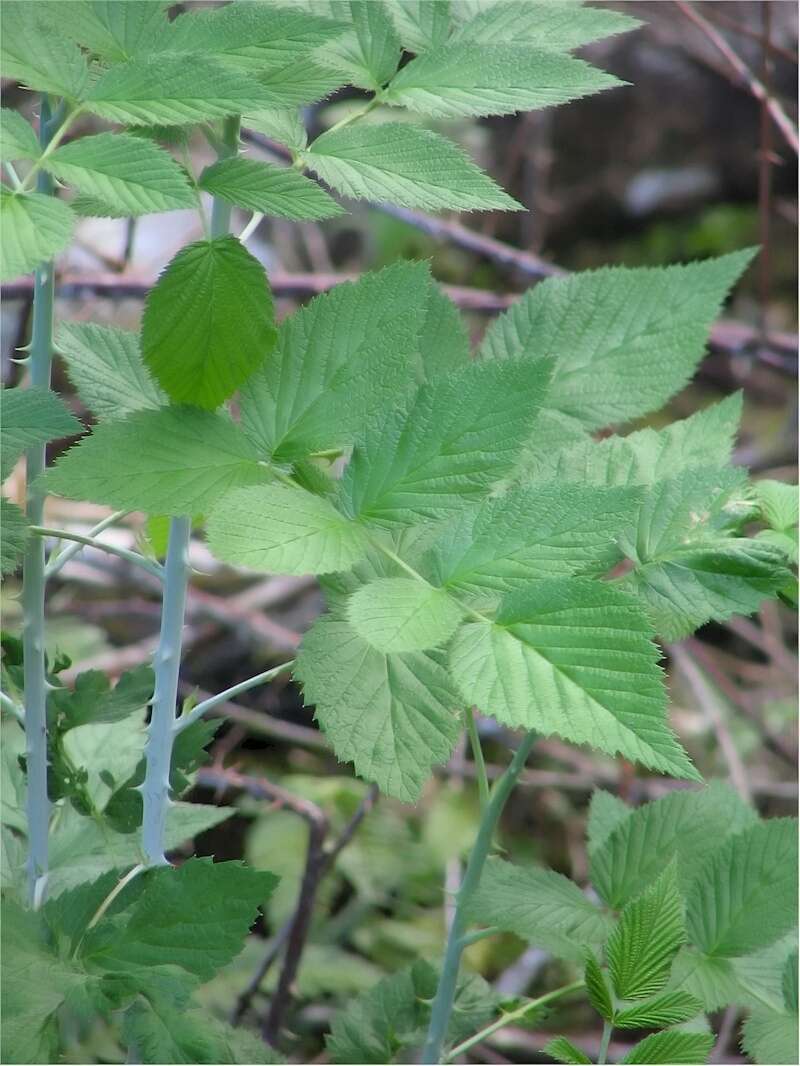 Image de Rubus niveus Thunb.