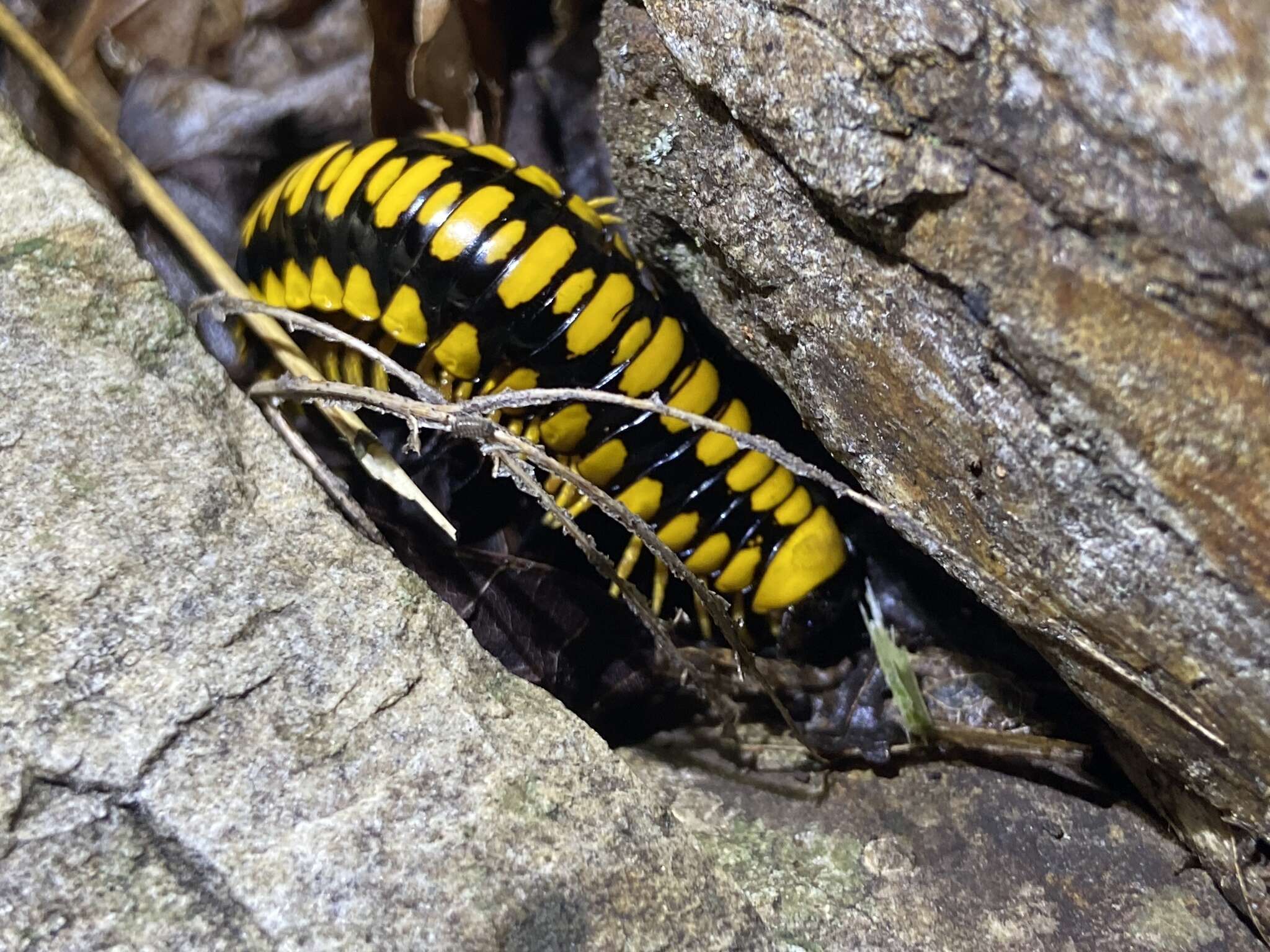 Sivun <i>Apheloria polychroma</i> Marek, Means & Hennen 2018 kuva