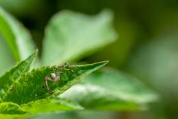 Image of Swift Crab Spider