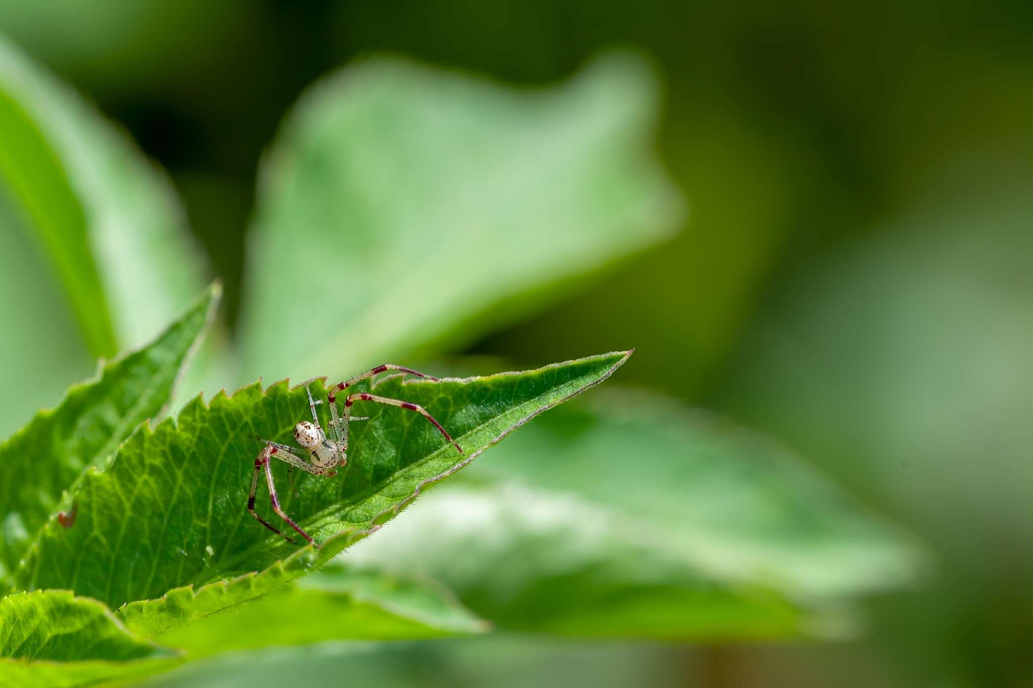 Image of Swift Crab Spider