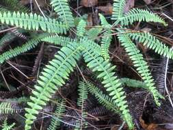 Image of Drooping Forked Fern