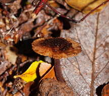 Image of Inocybe fibrillosibrunnea O. K. Mill. & R. N. Hilton 1987