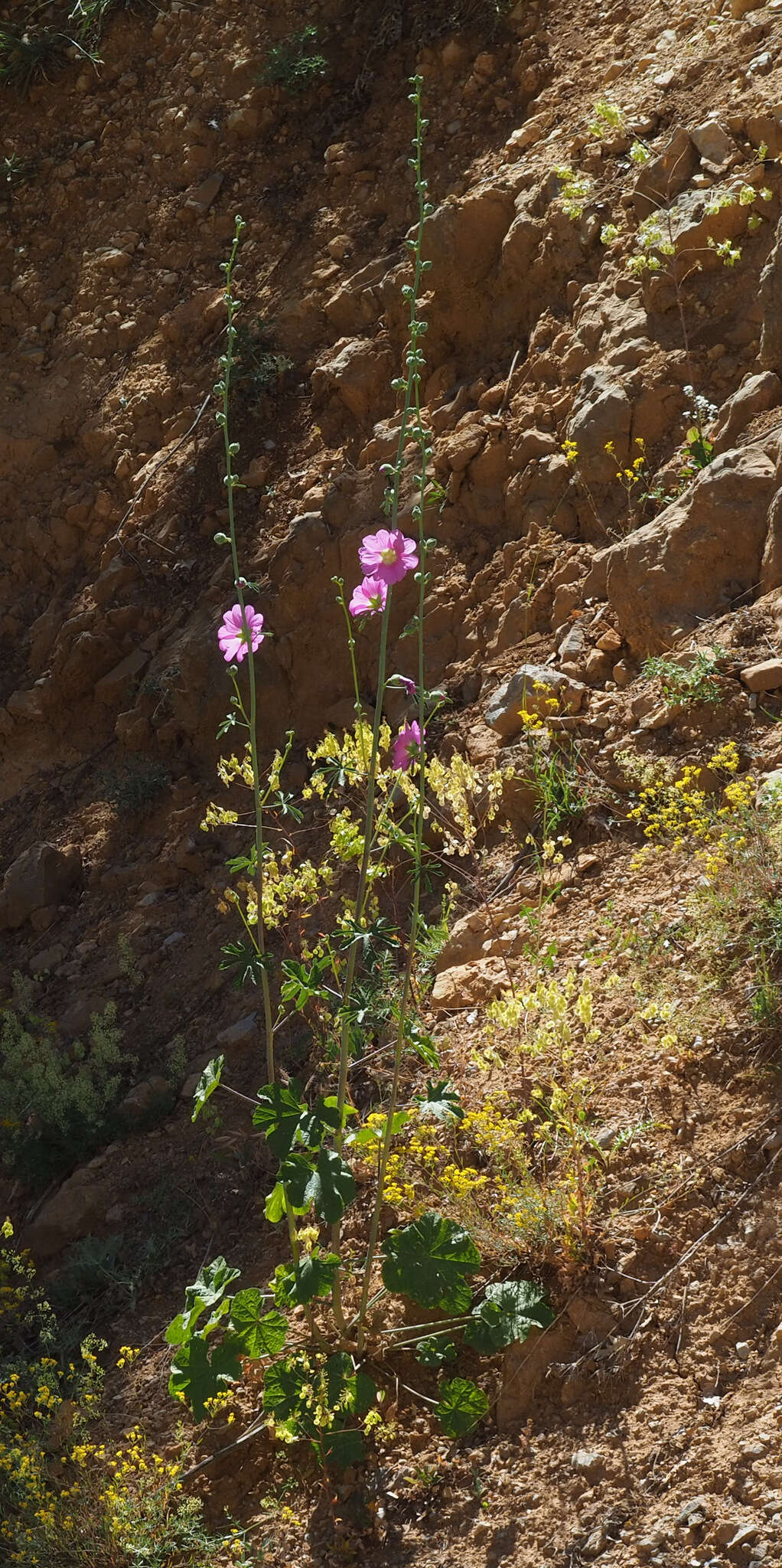 Image de Alcea dissecta (Baker) Zoh.