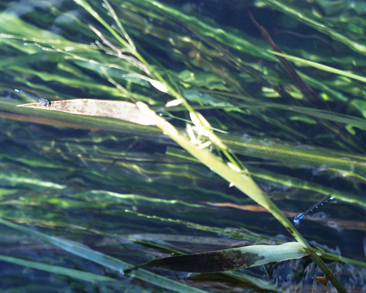 Image of Texas Wild Rice