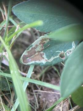 Image of Ophiomyia carolinensis Spencer 1986