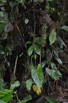 Image of Wettinia quinaria (O. F. Cook & Doyle) Burret