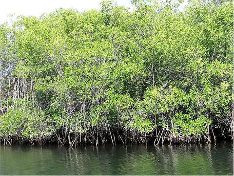 Image of red mangrove