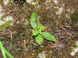 Image of Pinguicula vallis-regiae F. Conti & Peruzzi