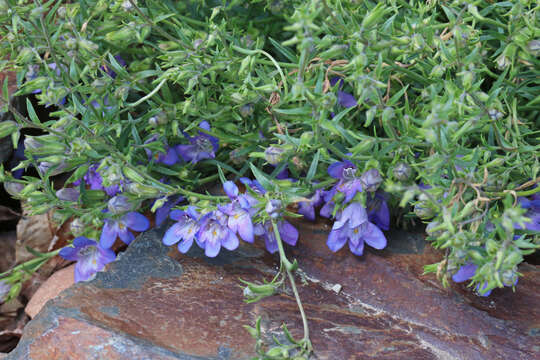 Image of toadflax penstemon