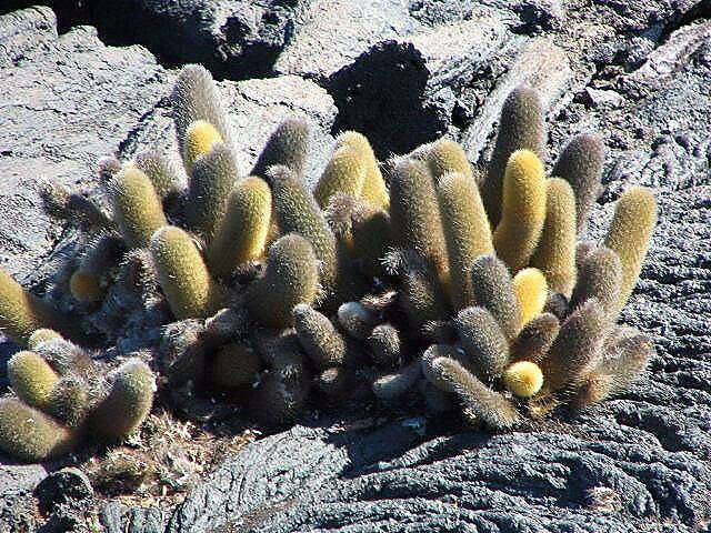 Image of Brachycereus