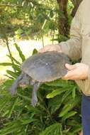 Image of White Throated Snapping Turtle