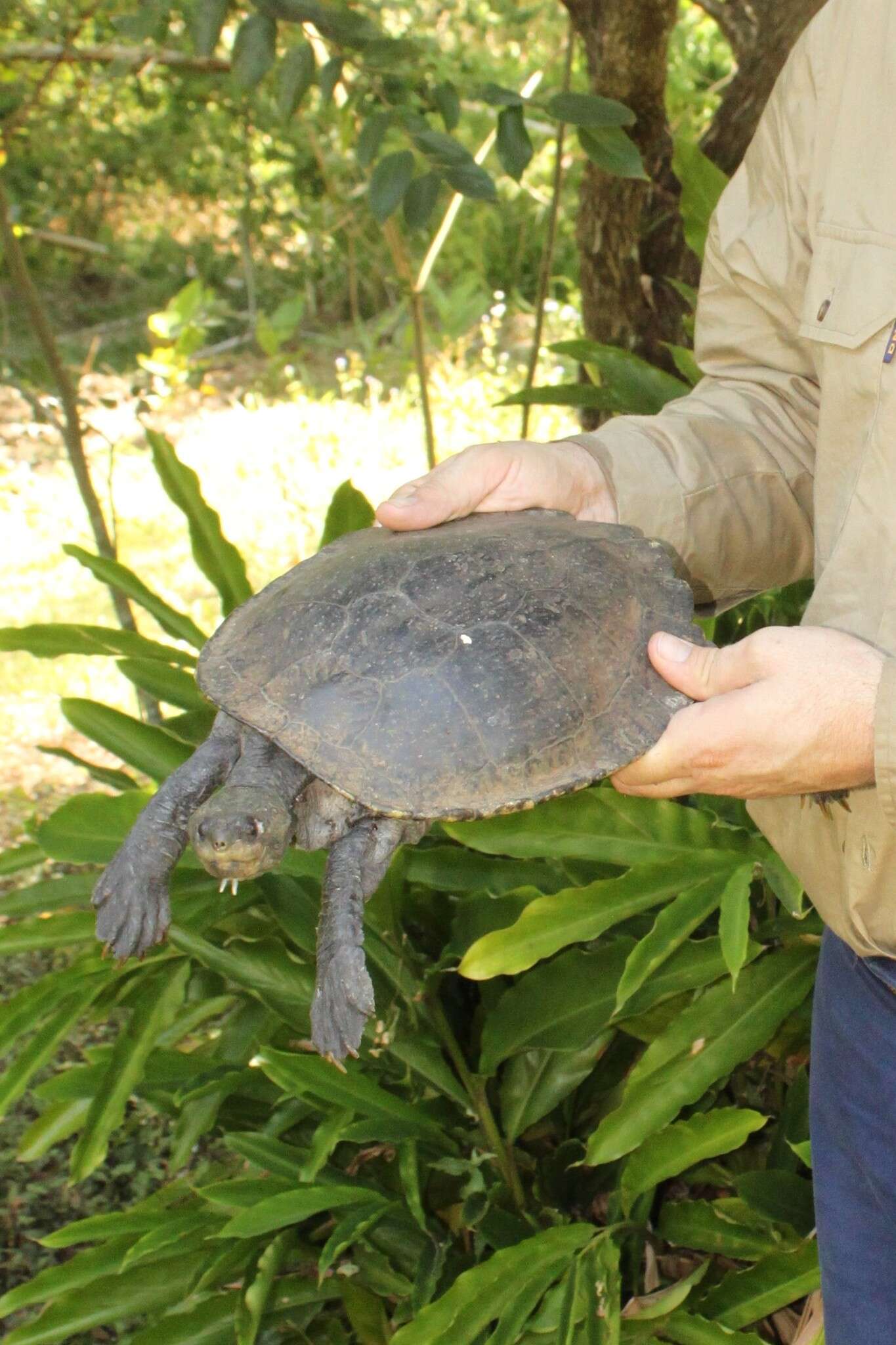 Image of White Throated Snapping Turtle