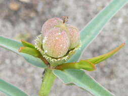 Image of <i>Euphorbia <i>trichadenia</i></i> var. trichadenia