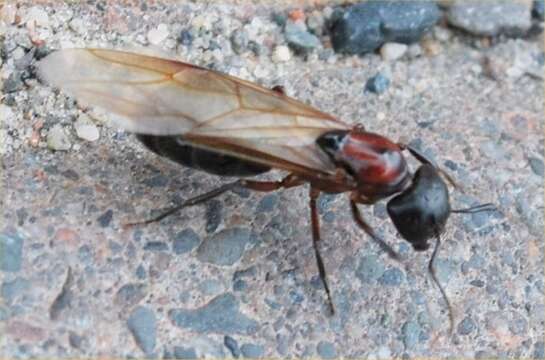 Image of Camponotus novaeboracensis (Fitch 1855)