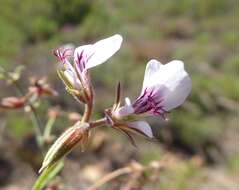 Image of geranium