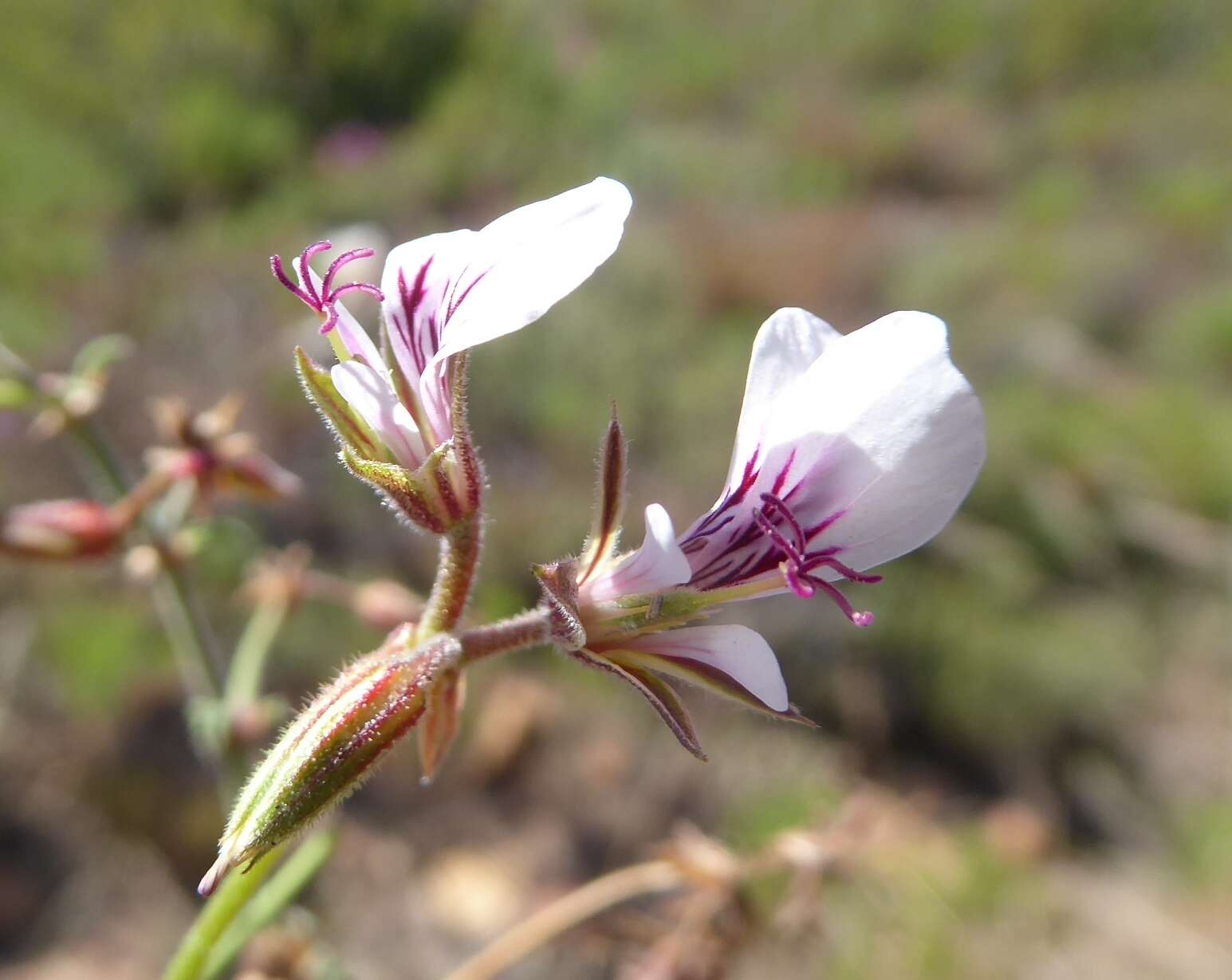 Image of geranium