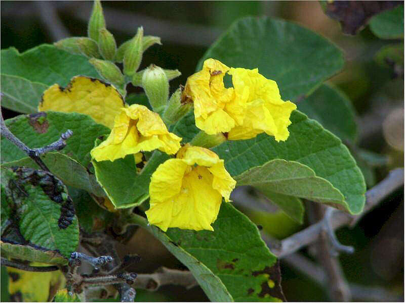 Слика од Cordia lutea Lam.