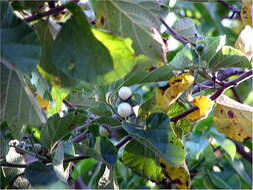 Слика од Cordia lutea Lam.