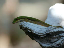 Слика од Phelsuma pusilla pusilla Mertens 1964