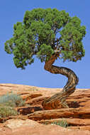 Image of Bigberry Juniper