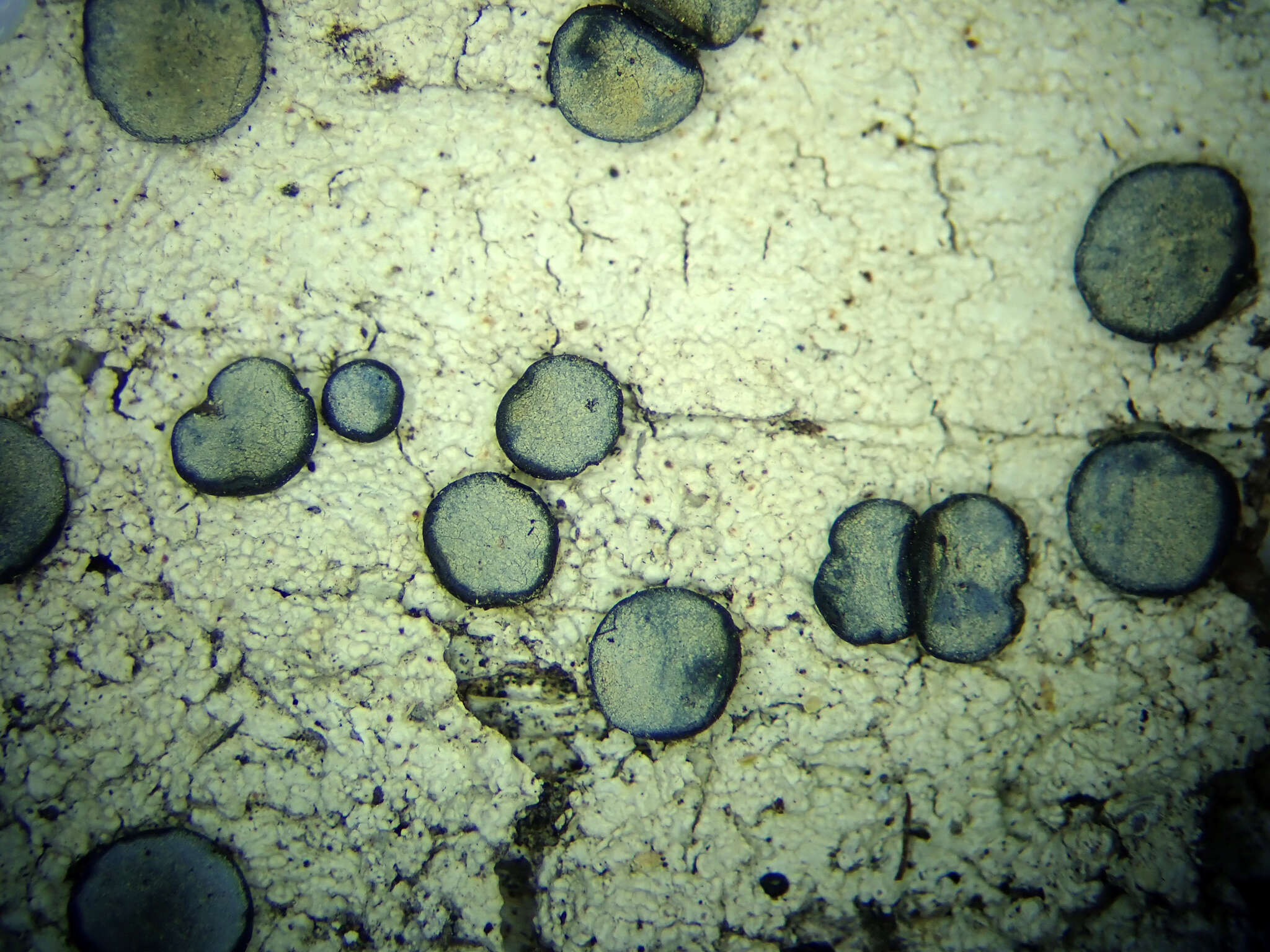 Sivun Megalospora gompholoma (Müll. Arg.) C. W. Dodge kuva