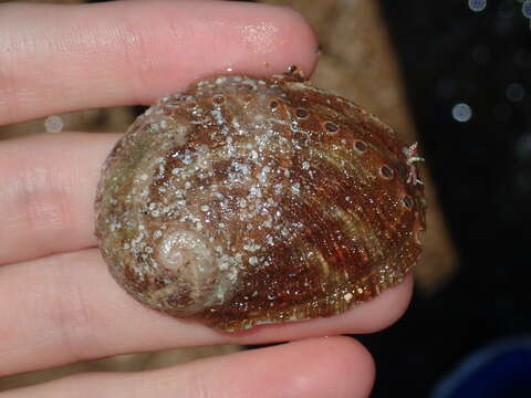 Image of Blacklip abalone