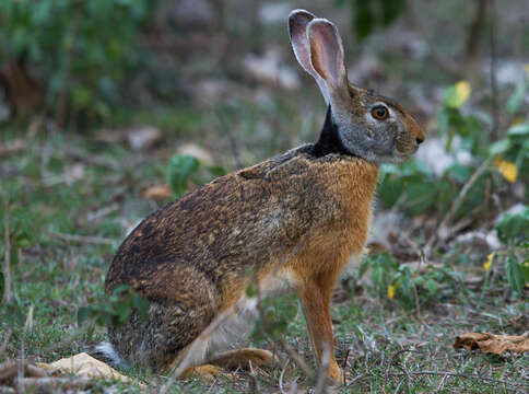 Lepus nigricollis F. Cuvier 1823 resmi