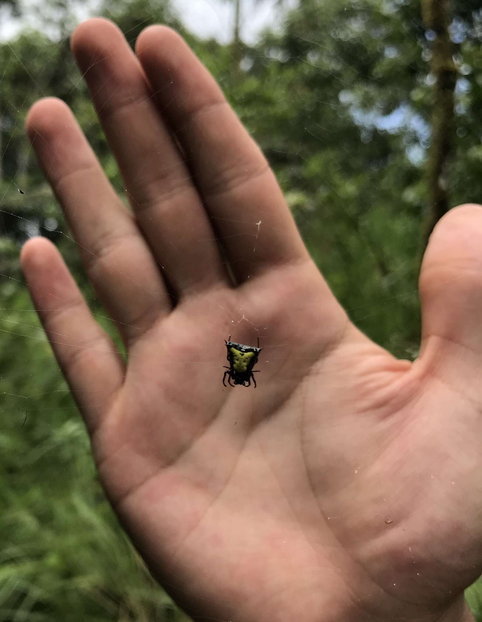 Image of Micrathena crassa (Keyserling 1864)