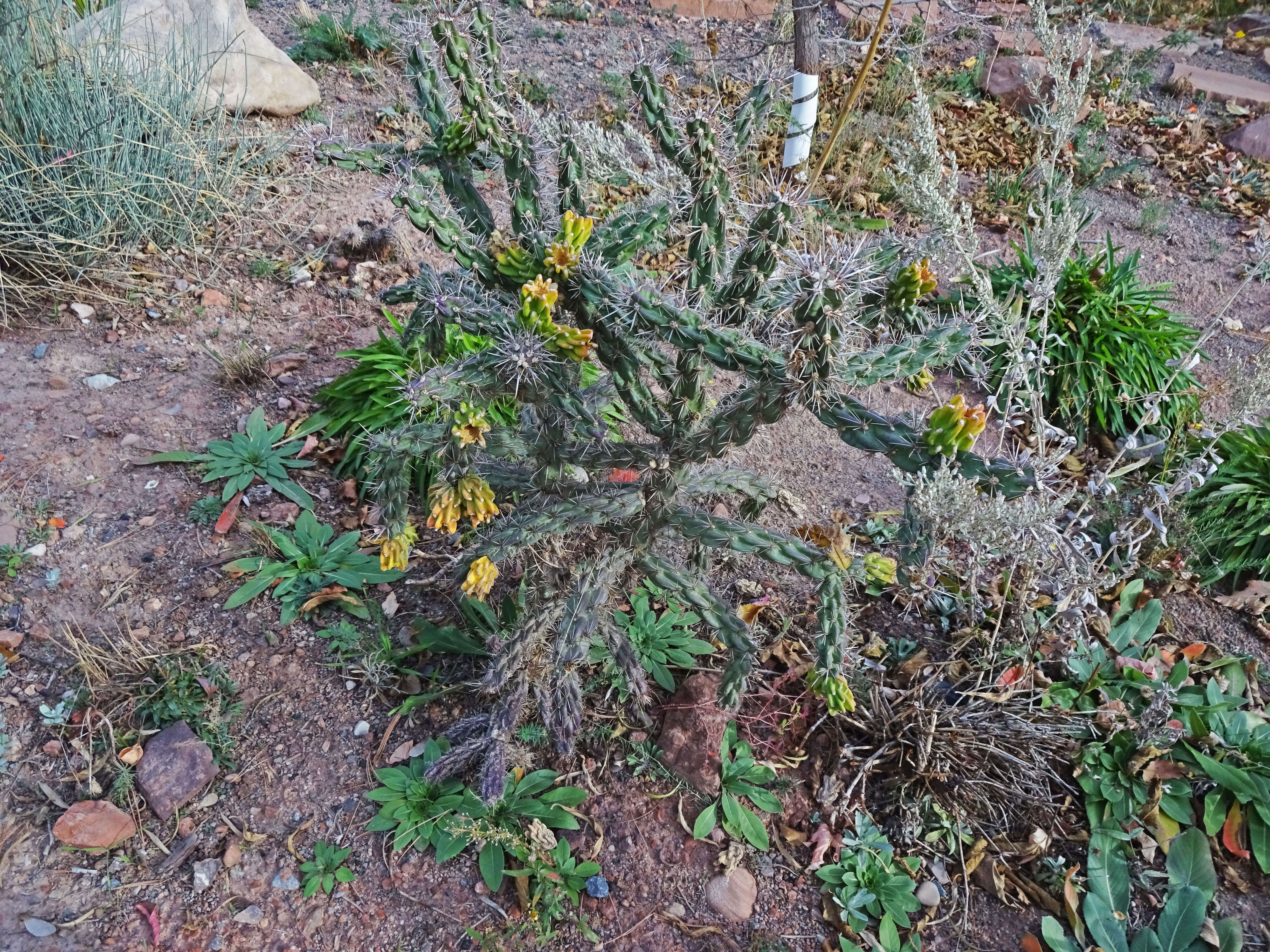 Image de Cylindropuntia imbricata (Haw.) F. M. Knuth