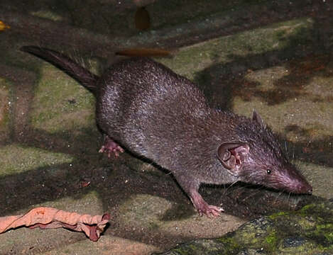 Image of Asian house shrew