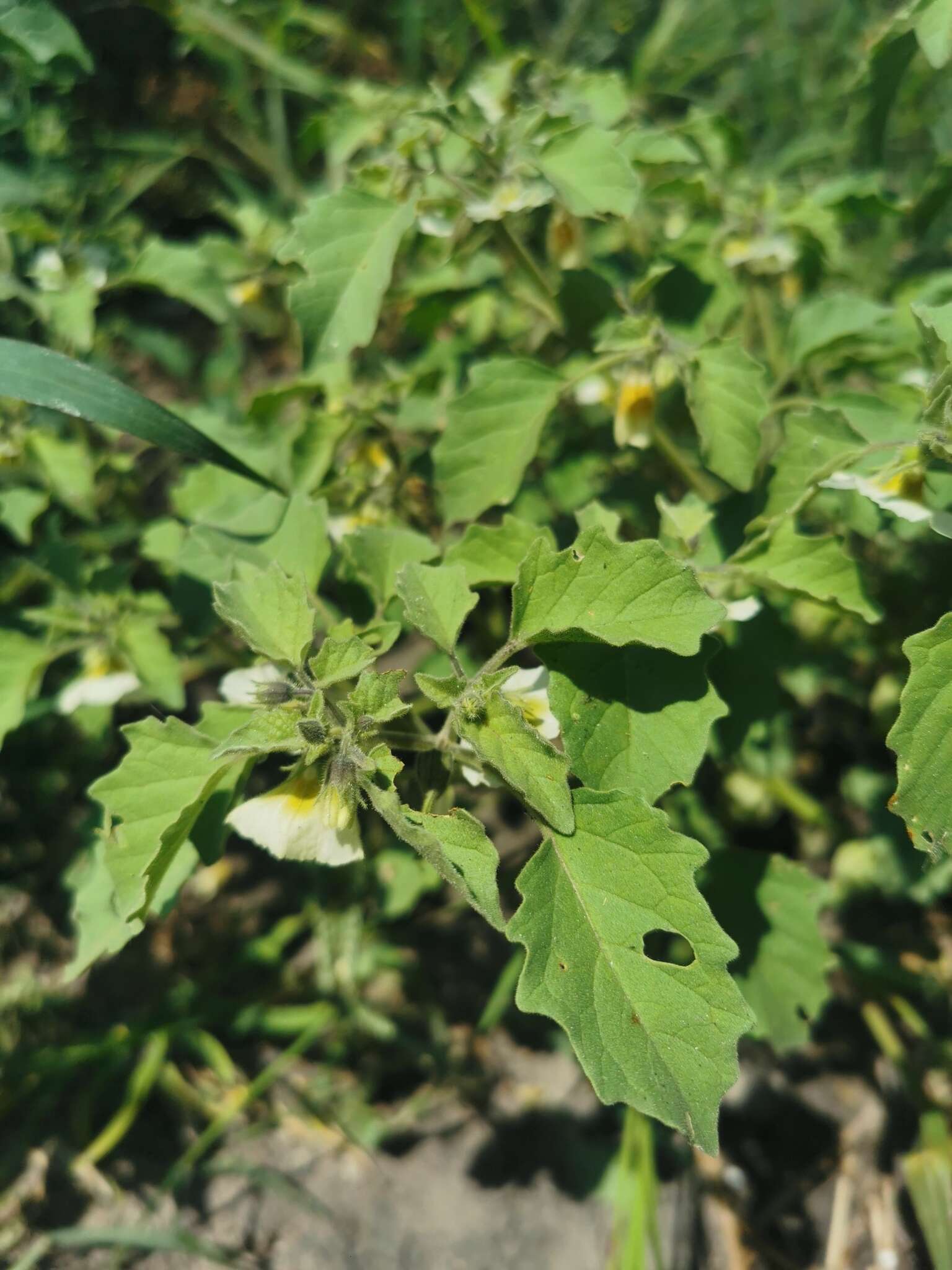 Image of Physalis patula Mill.