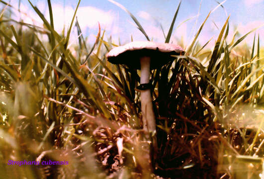 Image of Psilocybe cubensis (Earle) Singer 1948