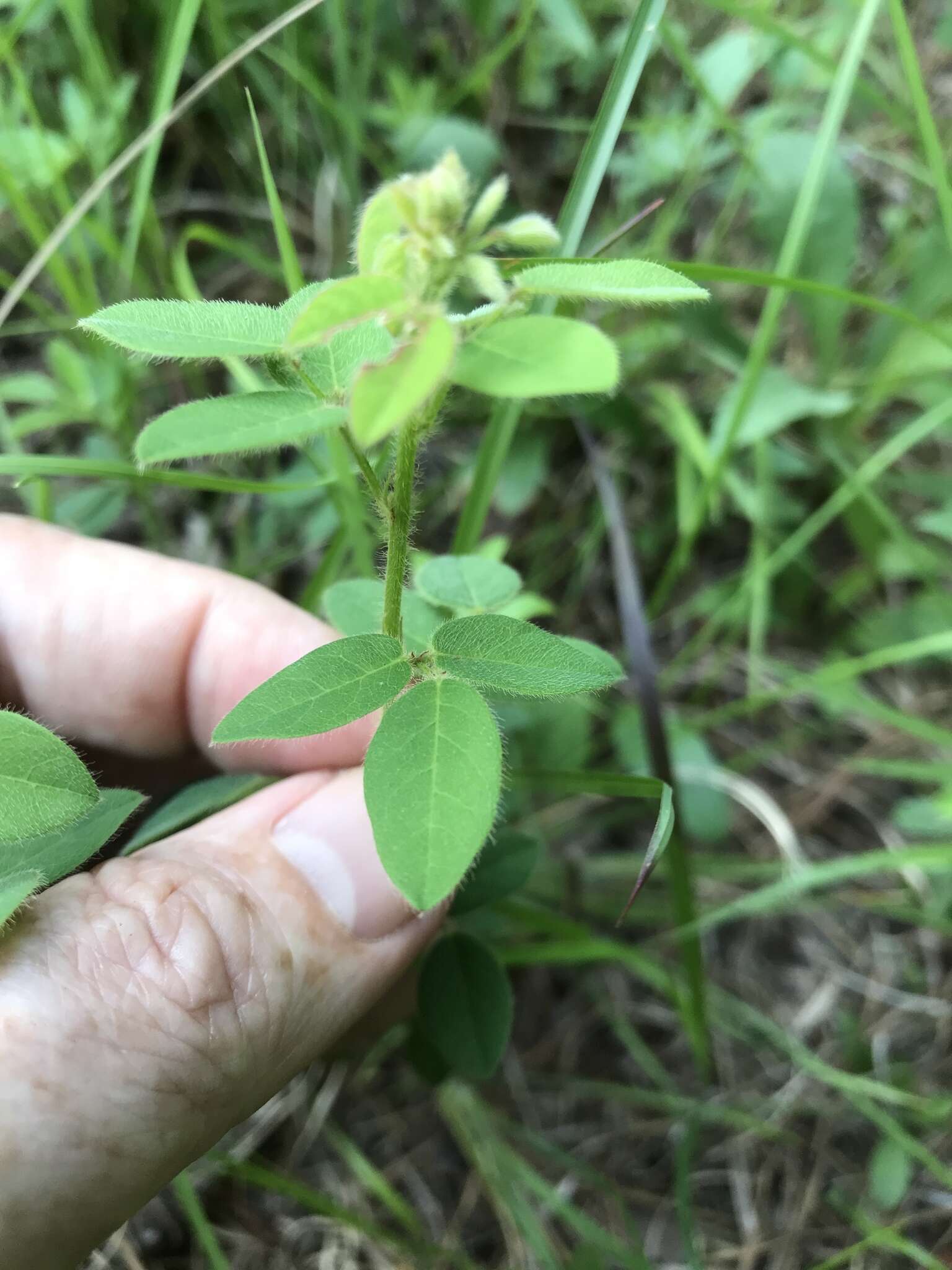 Imagem de Desmodium ciliare (Willd.) DC.