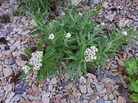 Image of Pearly Everlasting