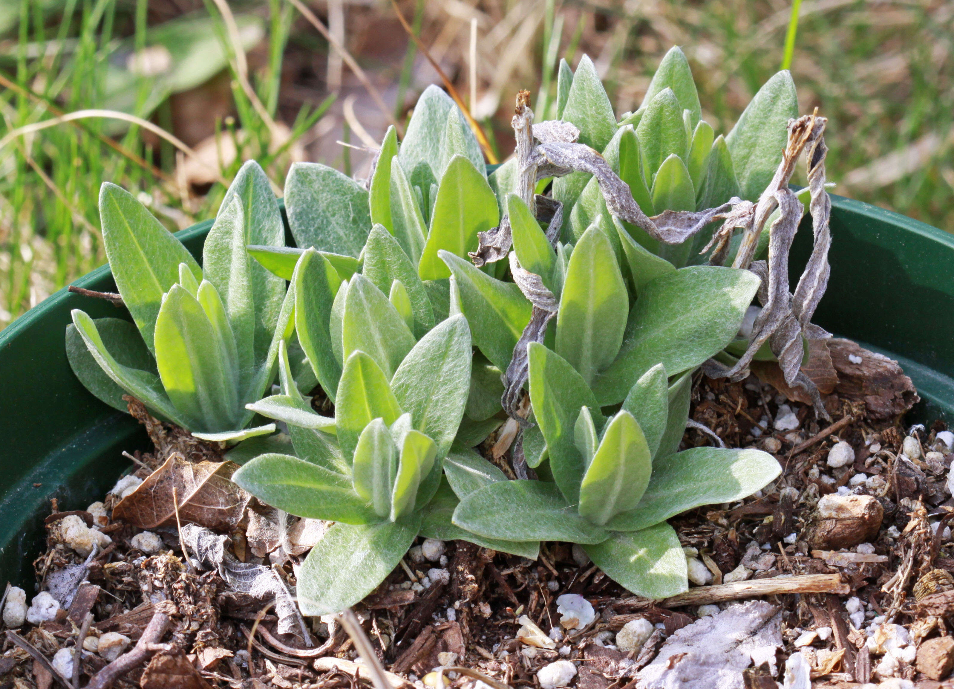 Imagem de Anaphalis margaritacea (L.) Benth.