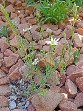 Image of rose heath