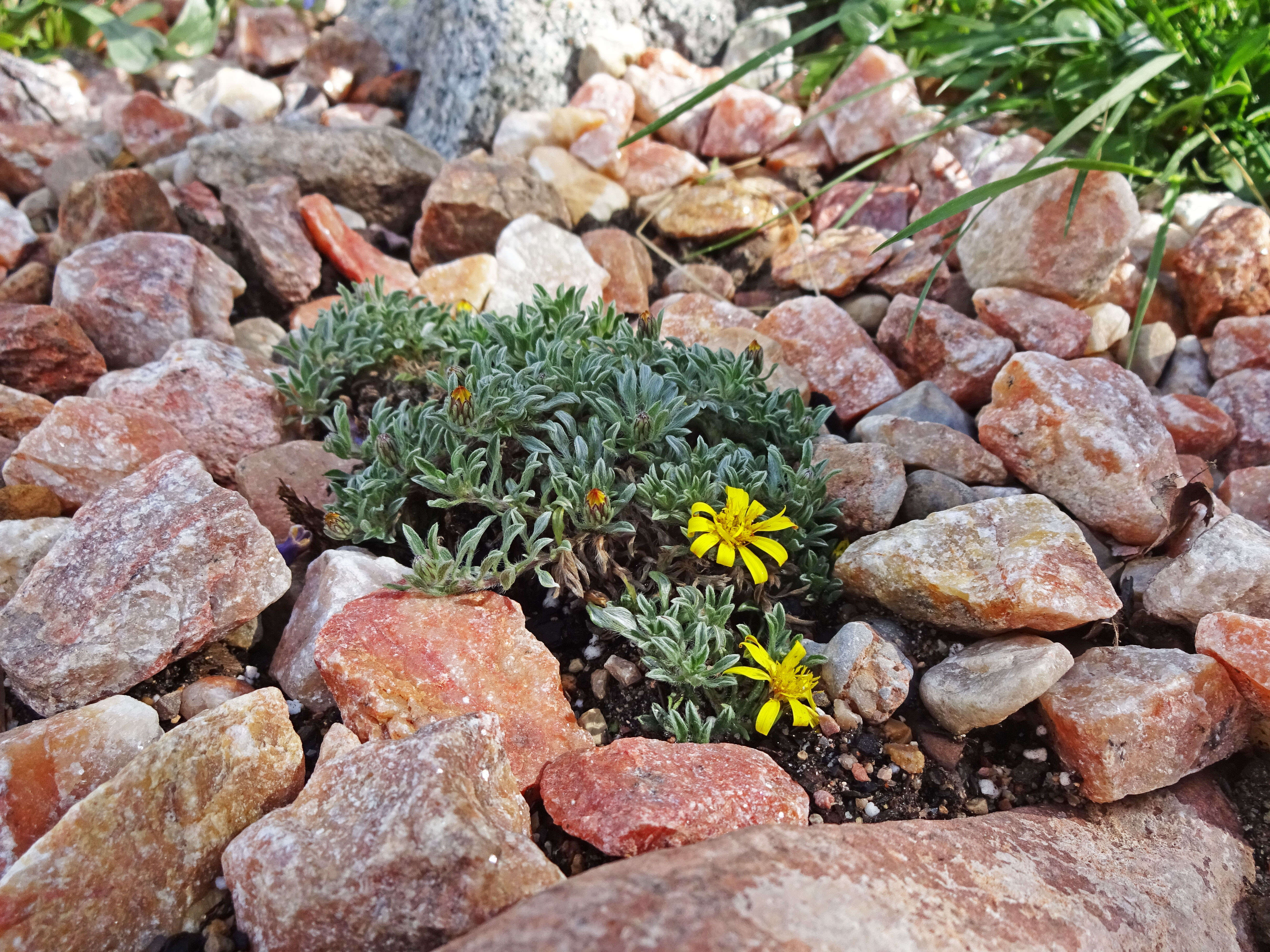 Image of Jones' false goldenaster