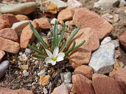 Image of alpine lewisia