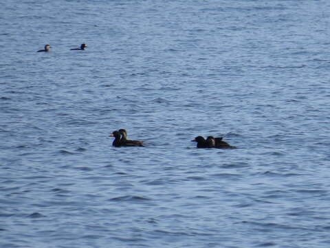 Image of American Scoter