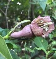 Image de Amphitecna latifolia (Mill.) A. H. Gentry