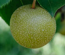 Plancia ëd Pyrus pyrifolia (Burm. fil.) Nakai