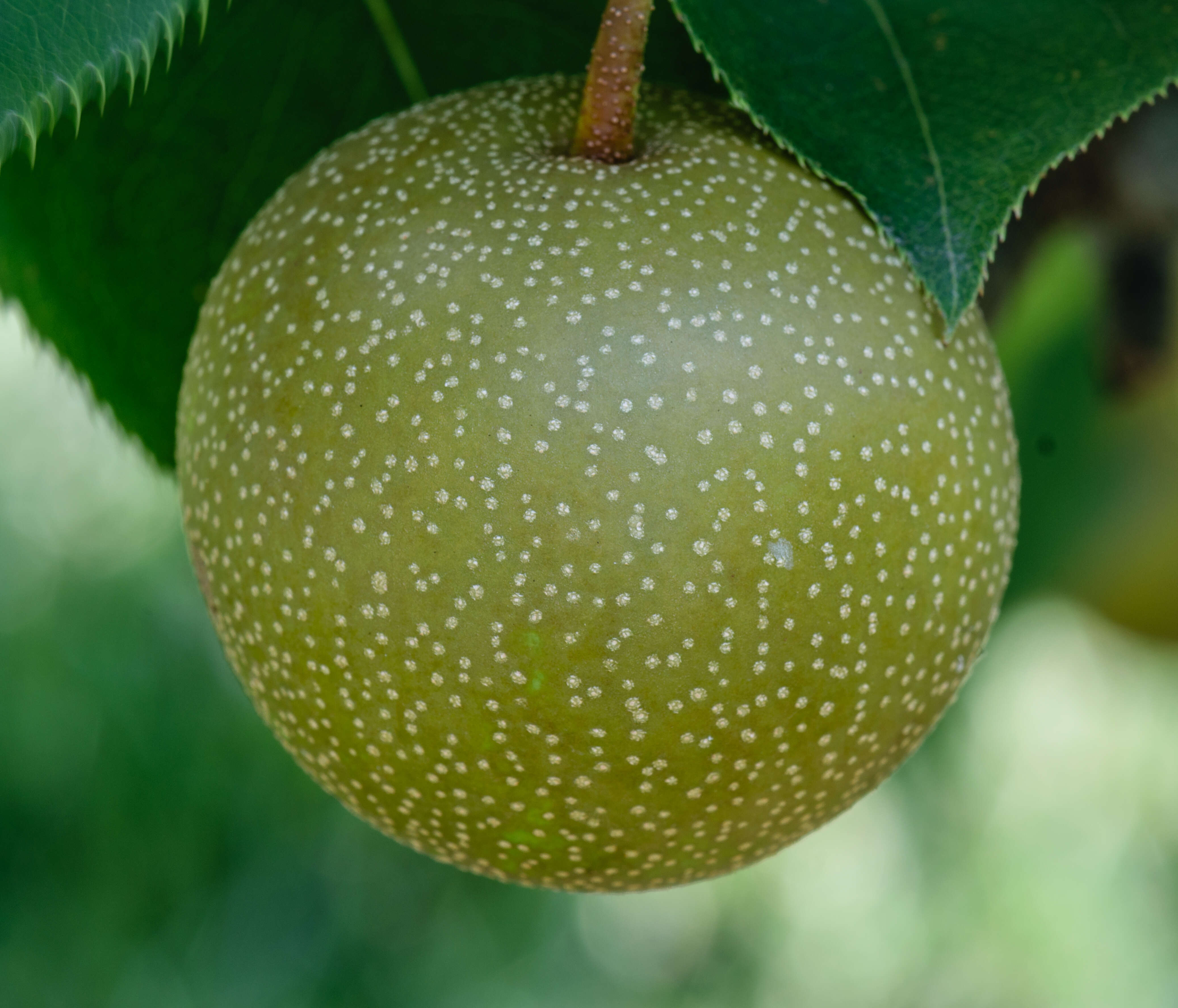 Plancia ëd Pyrus pyrifolia (Burm. fil.) Nakai