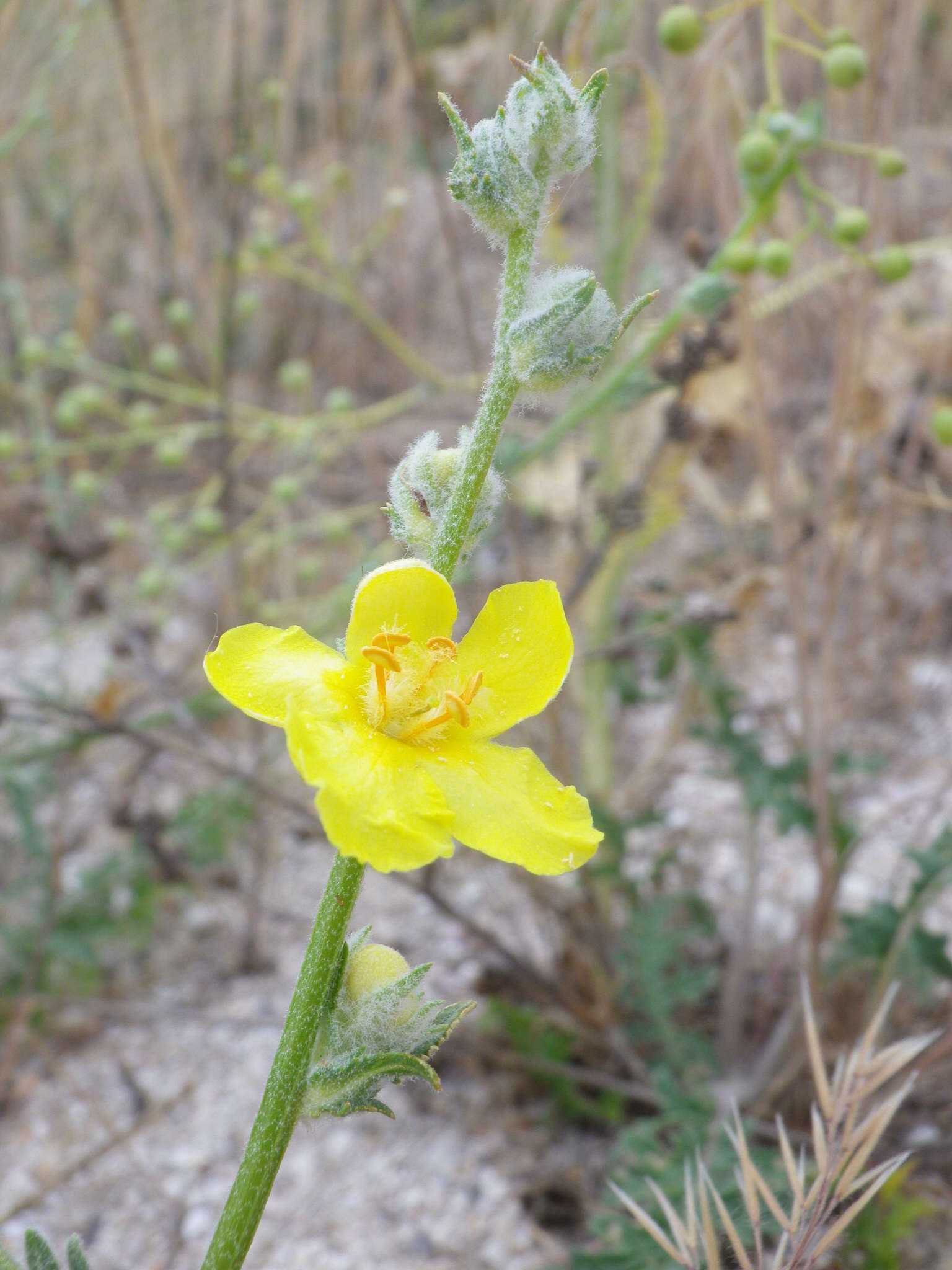 Image of Verbascum pinnatifidum Vahl