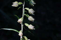 Image of Narrow-lipped helleborine