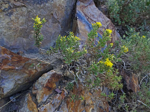 Imagem de Ericameria obovata (Rydb.) G. L. Nesom