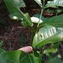 Image of Acronychia wilcoxiana (F. Müll.) T. G. Hartley