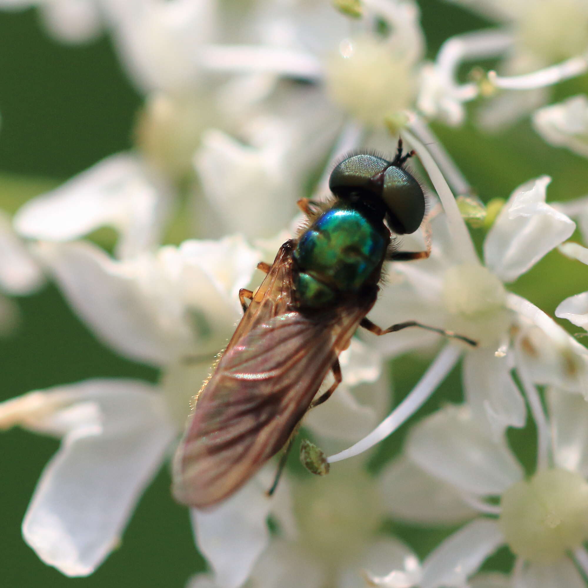 Sivun Chloromyia formosa (Scopoli 1763) kuva