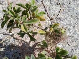 Image of Passiflora pentaschista