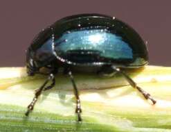 صورة Phaedon (Phaedon) armoraciae (Linnaeus 1758)