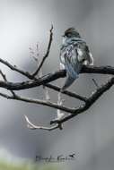 Image of Grey-rumped Treeswift